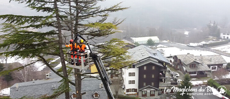 Abbattimento Alberi Alto Fusto Aosta: Come ci Proteggiamo Abbattimento Alberi Alto Fusto Aosta: Come ci Proteggiamo