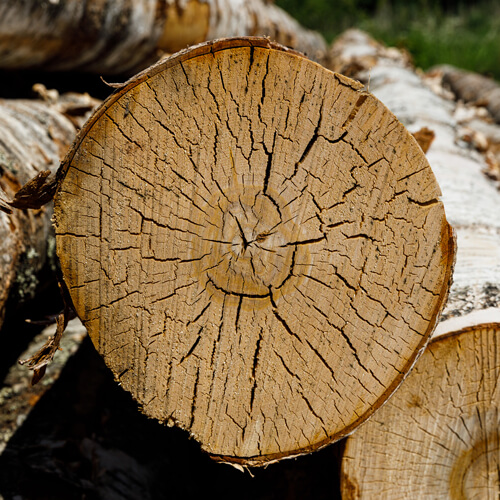 Abbattimento Alberi Alto Fusto Aosta -  Salute e biodiversità