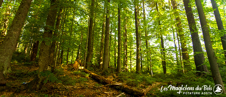 Abbattimento Alberi Alto Fusto Aosta - Foresta