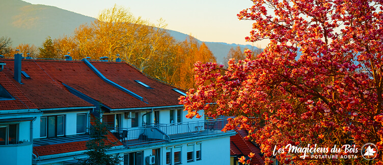 Abbattimento Alberi Alto Fusto Condominiali: Quando si può Procedere
