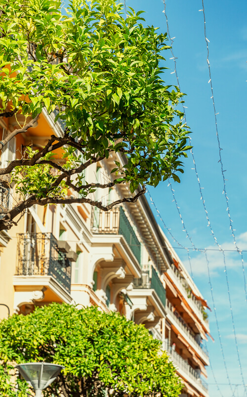 Abbattimento alberi condominiali