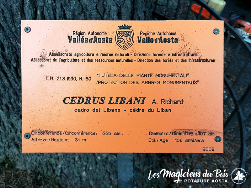 Abbattimento Alberi Aosta La Rimozione Dei Cedri Del Libano 01