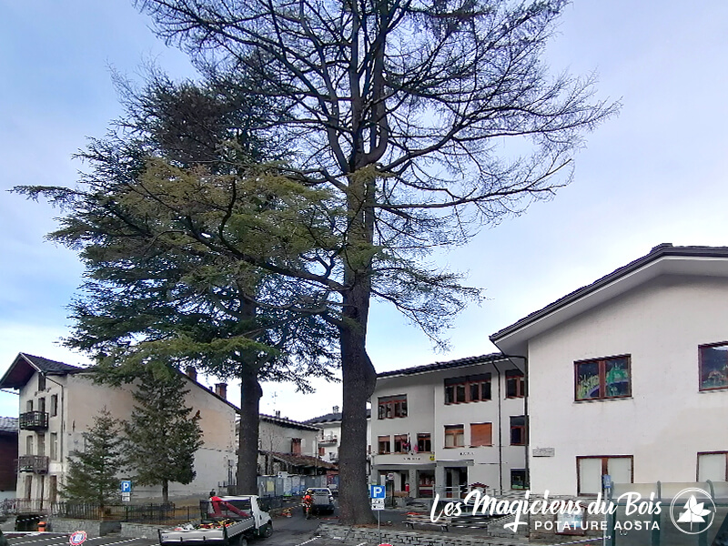 Abbattimento Alberi Aosta La Rimozione Dei Cedri Del Libano 02