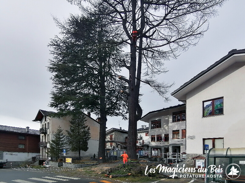 Abbattimento Alberi Aosta La Rimozione Dei Cedri Del Libano 05