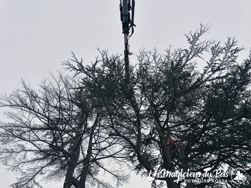 Abbattimento Alberi Aosta La Rimozione Dei Cedri Del Libano 06