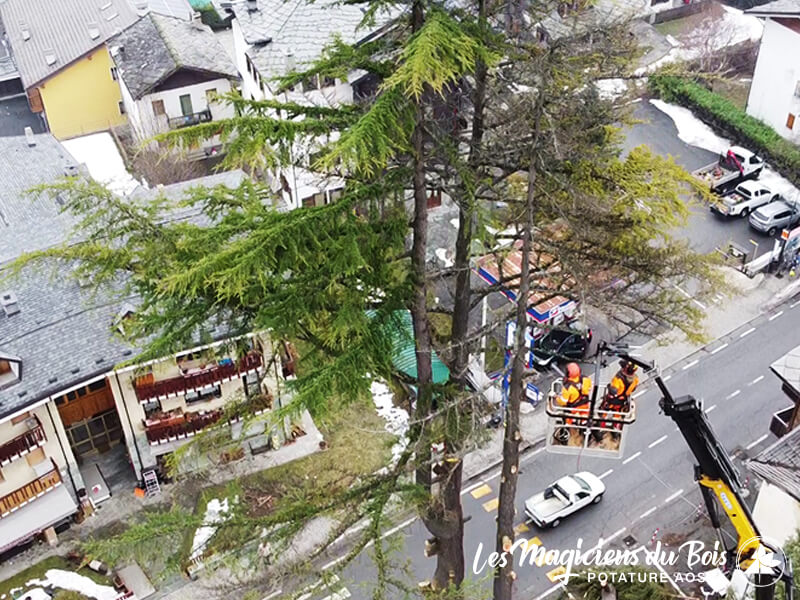 Abbattimento Alberi Aosta La Rimozione Dei Cedri Del Libano 07