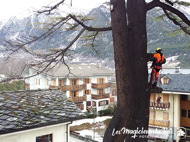 Abbattimento Alberi Aosta La Rimozione Dei Cedri Del Libano 08