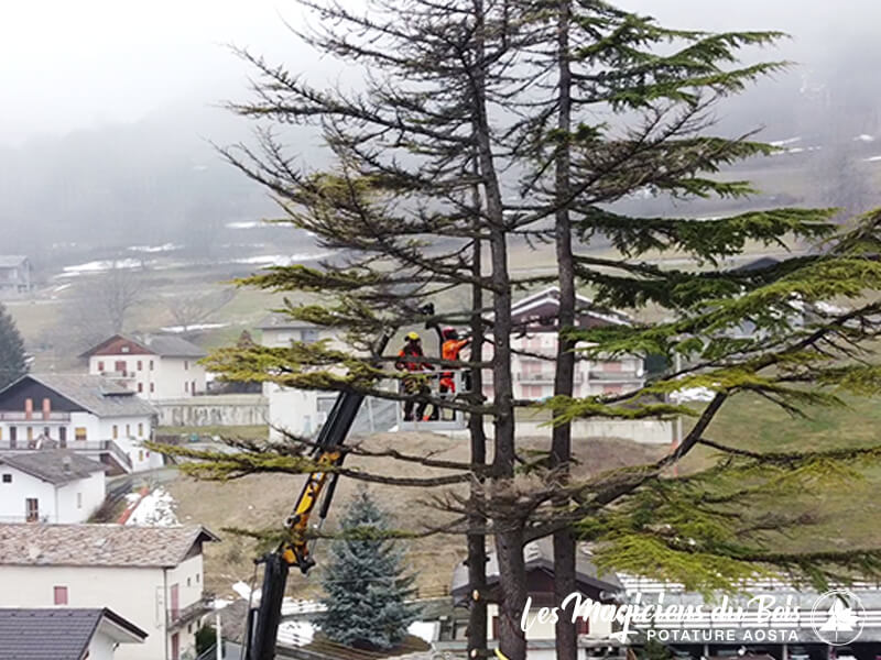 Abbattimento Alberi Aosta La Rimozione Dei Cedri Del Libano 10