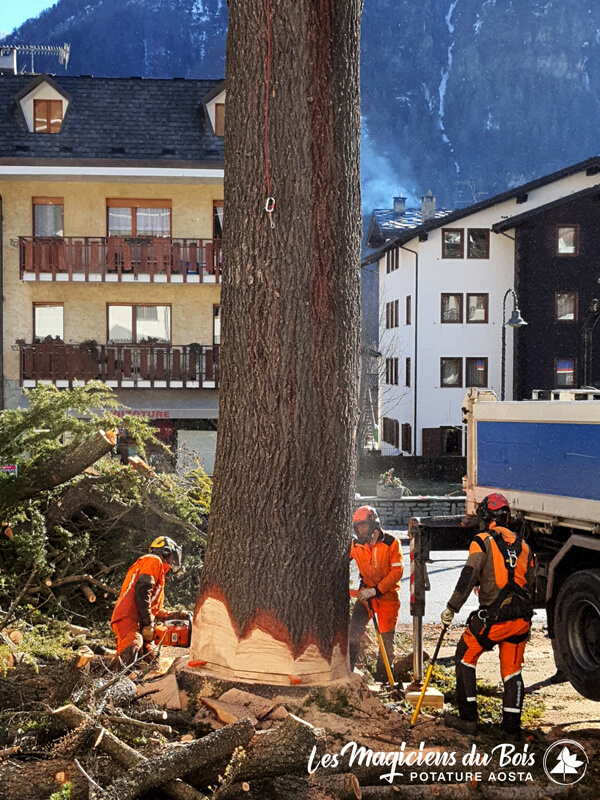 Abbattimento Alberi Aosta La Rimozione Dei Cedri Del Libano 11