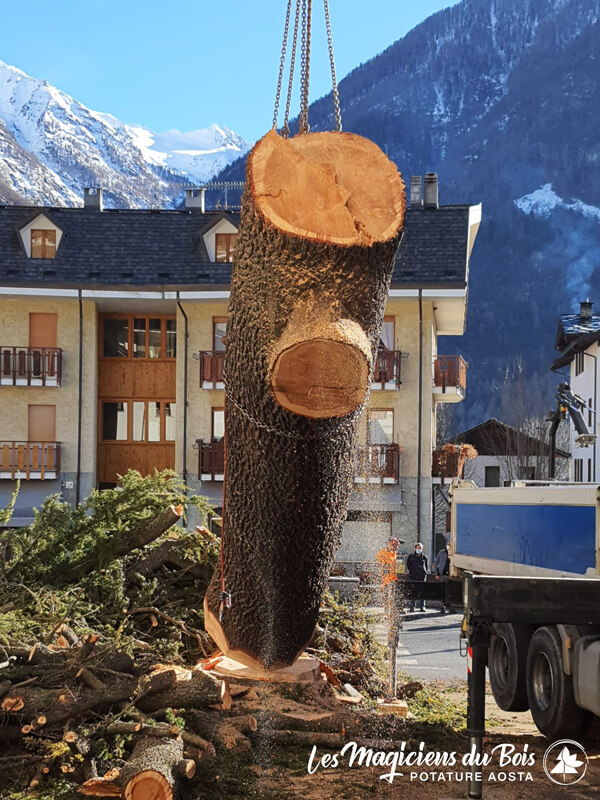 Abbattimento Alberi Aosta La Rimozione Dei Cedri Del Libano 12