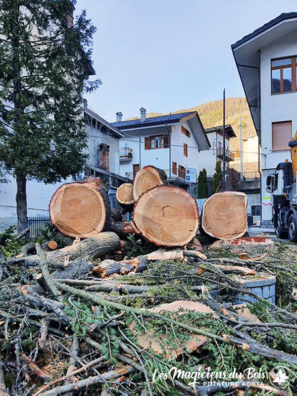 Abbattimento Alberi Aosta La Rimozione Dei Cedri Del Libano 13