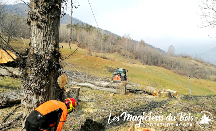 Abbattimento Alberi Aosta: Sicurezza e Professionalità - Messa in sicurezza