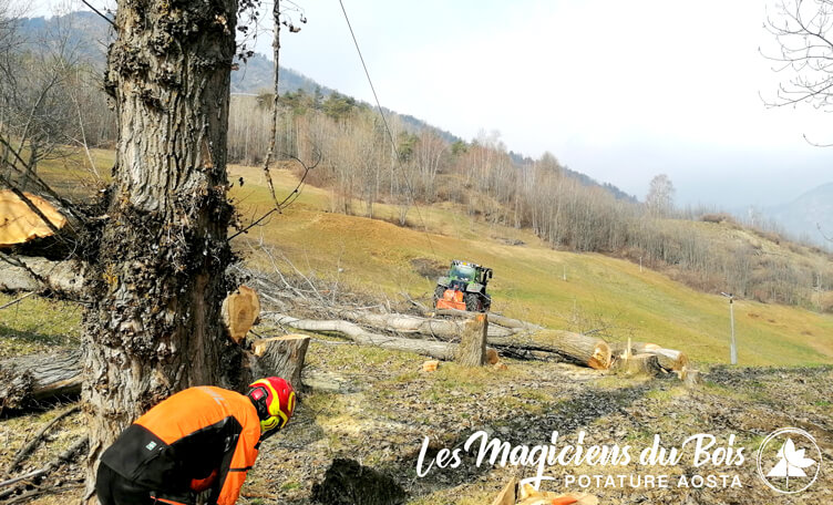 Abbattimento Alberi Aosta: Sicurezza e Professionalità - Messa in sicurezza Abbattimento Alberi Aosta: Sicurezza e Professionalità - Messa in sicurezza