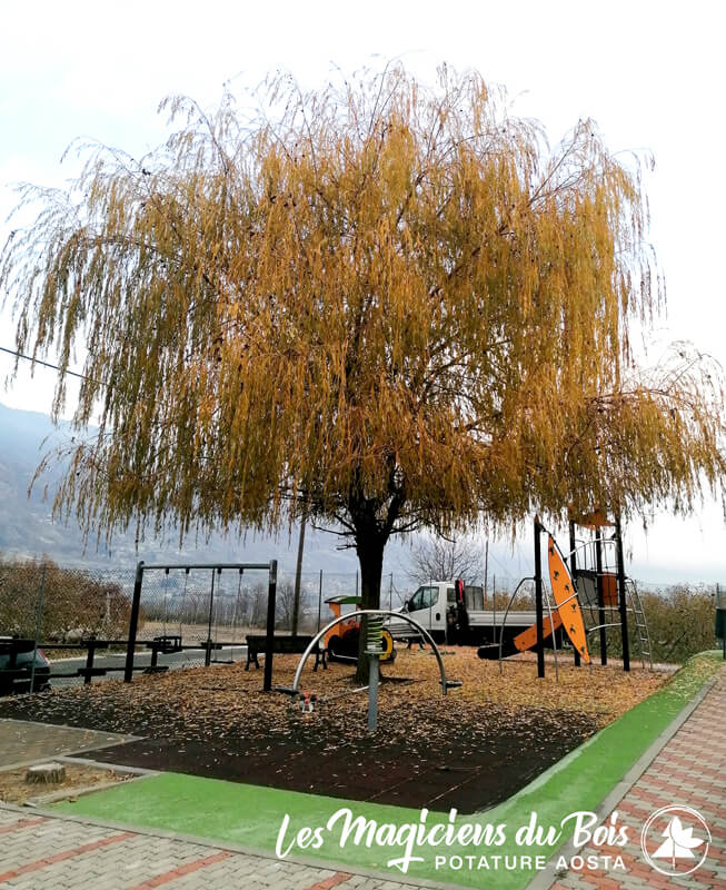 Abbattimento Alberi Aosta: Sicurezza e Professionalità - Sopralluogo