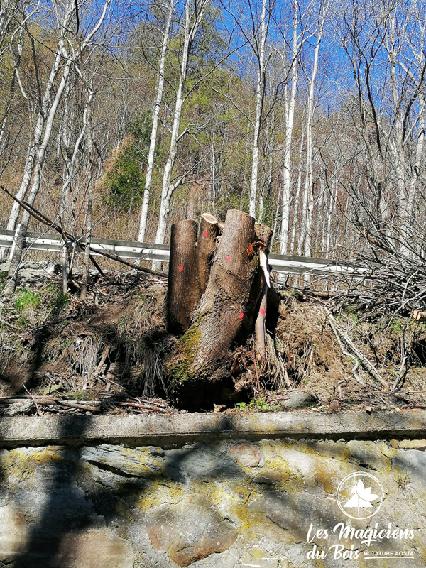 Abbattimento Alberi Aosta Interviene Les Magiciens Du Bois Chevrere 01