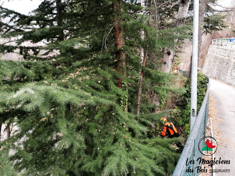 Abbattimento Alberi Aosta Interviene Les Magiciens Du Bois Introd 01