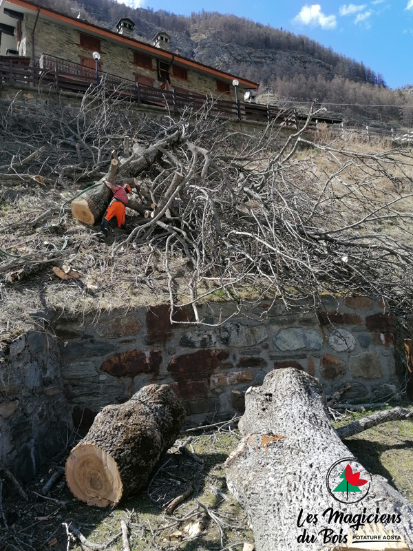 Abbattimento Alberi Aosta Interviene Les Magiciens Du Bois Rheme 01
