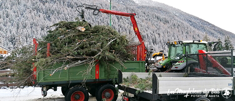 Abbattimento Alberi Aosta: Interviene Les Magiciens Du Bois