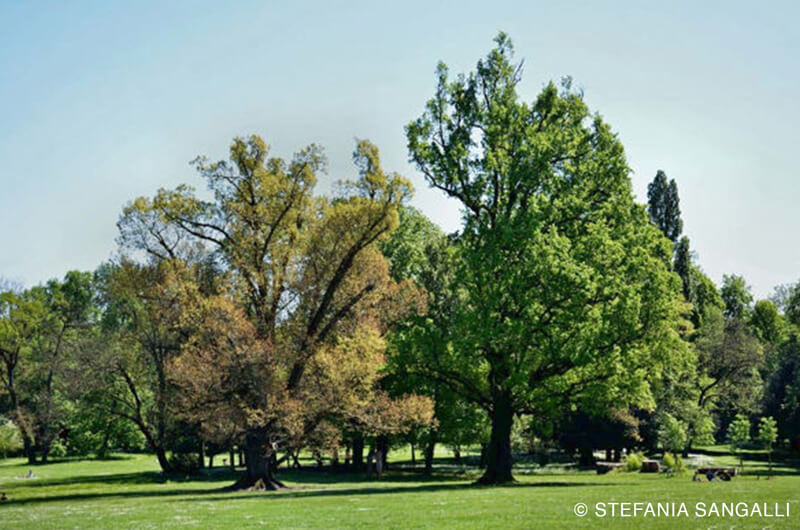 Querce Gemelle - Villa Reale  di Monza