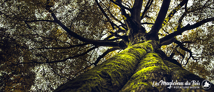 Alberi Monumentali Italia da Ammirare e Preservare