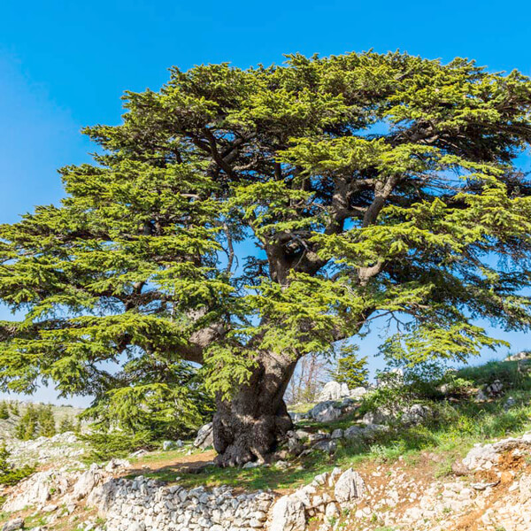 Cedro Del Libano
