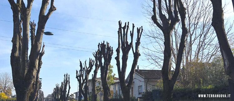 Capitozzatura Alberi Aosta: Quando Diventa Pericolosa? Capitozzatura Alberi Aosta: Quando Diventa Pericolosa?