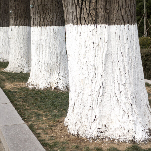 Cura delle Piante Aosta: Serie di alberi con tronco imbiancati