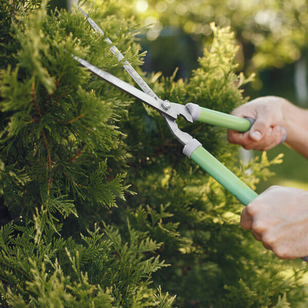 Detrazione Fiscale Giardino: il Bonus Verde è Stato Prorogato - Informazioni