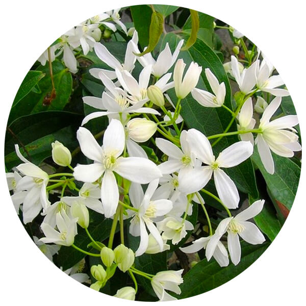 Giardino Invernale Aosta - Clematis Armandii