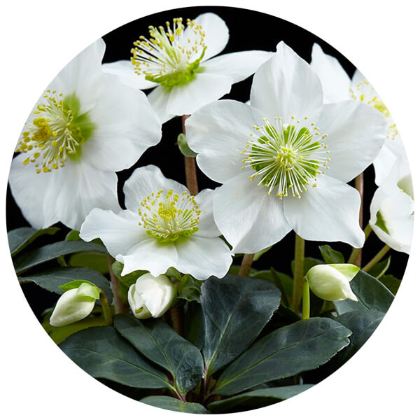 Giardino Invernale Aosta - Helleborus Niger