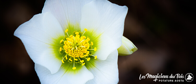 Giardino Invernale Aosta - Helleborus Niger