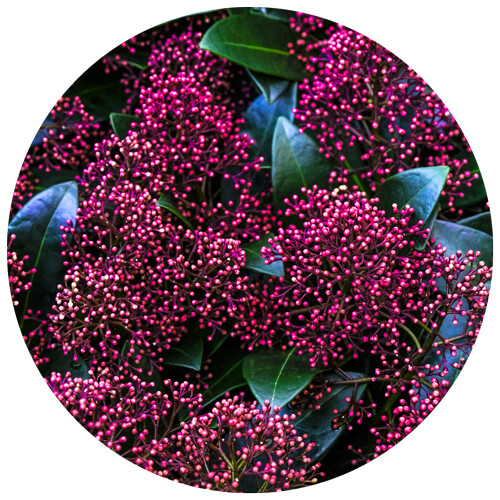 Giardino Invernale Aosta - Skimmia Japonica