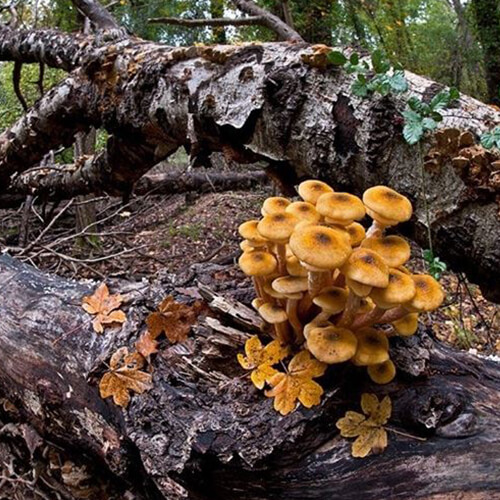 Armillaria - Fungo