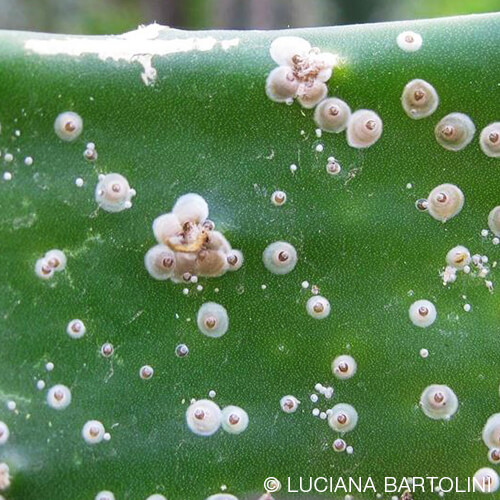 Cocciniglia