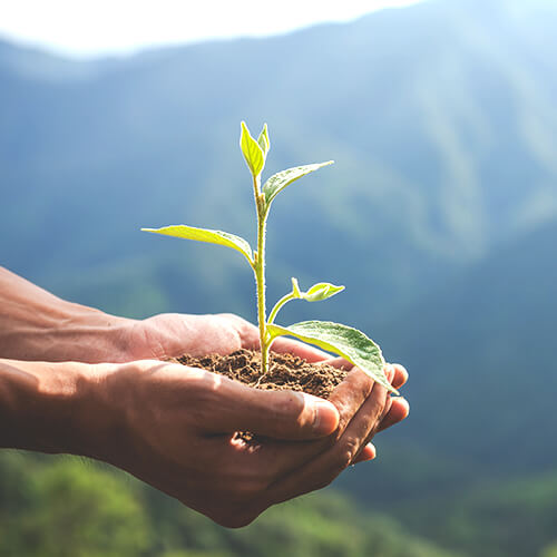Preservare e curare il verde con l’aiuto degli esperti