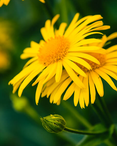 Manutenzione del Verde Aosta: i Fiori del Nostro Territorio - Arnica