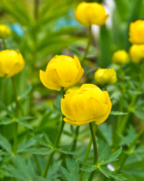 Manutenzione del Verde Aosta: i Fiori del Nostro Territorio - Botton d'Oro