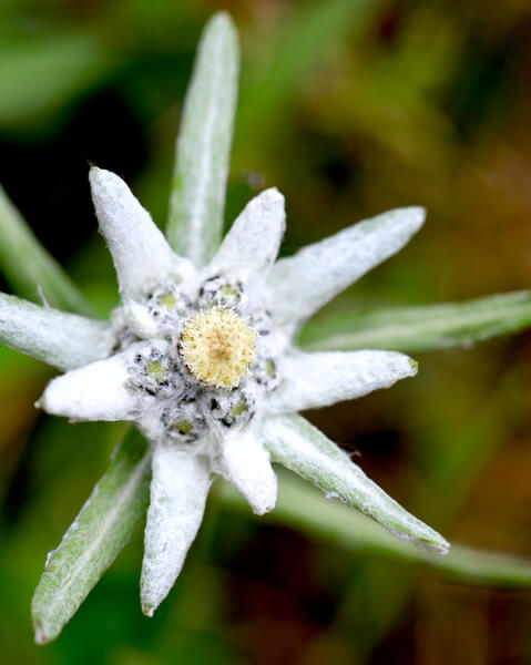 Manutenzione del Verde Aosta: i Fiori del Nostro Territorio - Stella Alpina