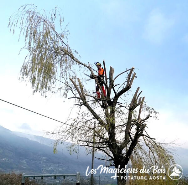 Manutenzioni Giardini Aosta - Treeclimbing