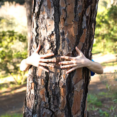 Mobili in Legno Riciclato Aosta: Albero di privati