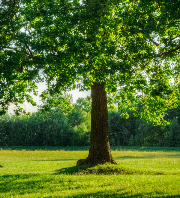 Piantare Alberi Aosta - Quercia con foglie verdi