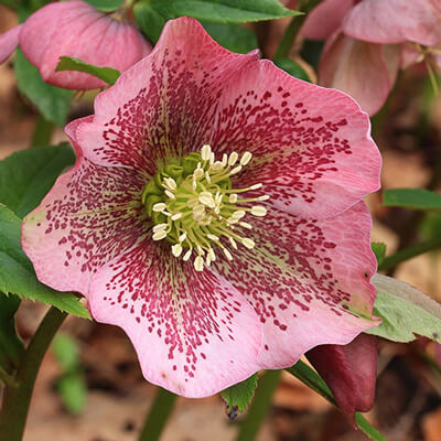 Piante Ornamentali da Giardino in Valle D’Aosta - Helleborus Orientalis o Elleboro
