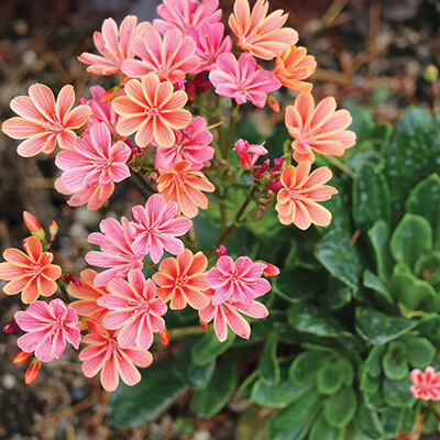 Piante Ornamentali da Giardino in Valle D’Aosta - Lewisia Cotyledon