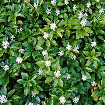Piante Ornamentali da Giardino in Valle D’Aosta - Pachysandra Terminalis