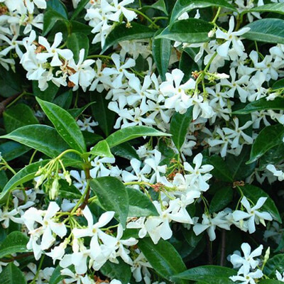 Piante Ornamentali da Giardino in Valle D’Aosta - Trachelospermum Kasminoides