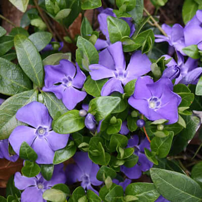 Piante Ornamentali da Giardino in Valle D’Aosta - Vinca Minor o Pervica