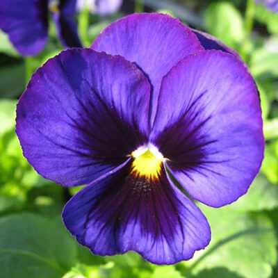Piante Ornamentali da Giardino in Valle D’Aosta - Viola Invernale