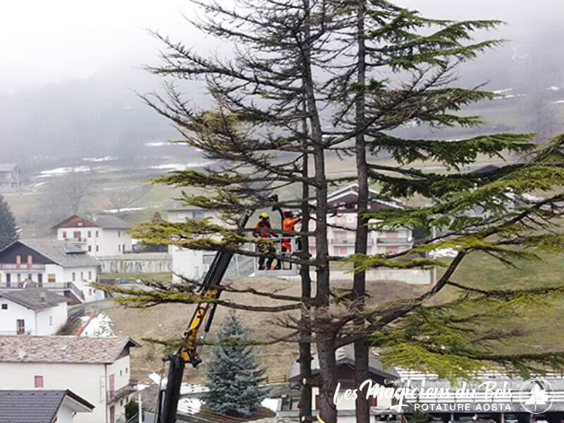 Potatura Alberi Alto Fusto Aosta - Alberi Pericolosi