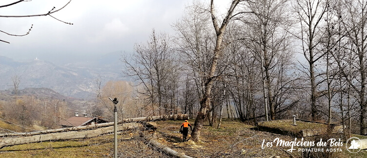 Potatura Alberi Alto Fusto Aosta: Alcune Considerazioni Potatura Alberi Alto Fusto Aosta: Alcune Considerazioni