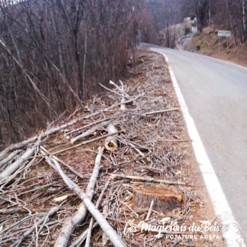 Potatura Alberi Aosta: il Problema della Sicurezza Stradale (Tronchi in carreggiata)